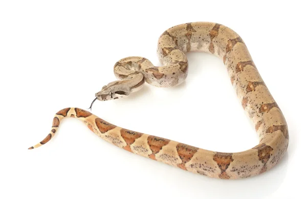 Pearl Island Boa — Stock Photo, Image