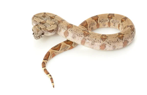 珍珠岛蟒蛇 — 图库照片