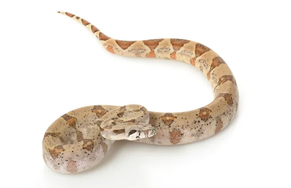 Pearl Island Boa — Stock Photo, Image