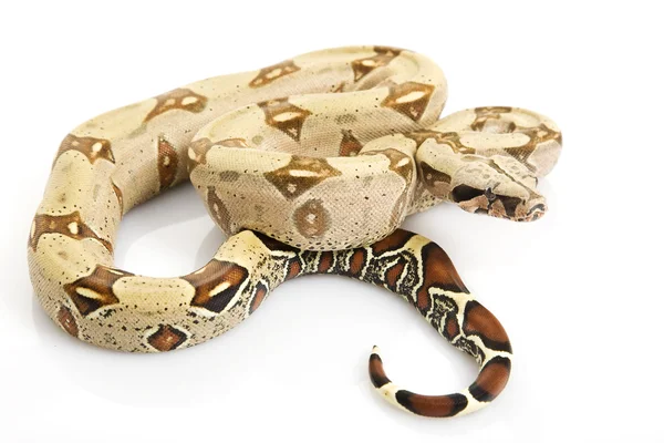 Peruvian Boa — Stock Photo, Image