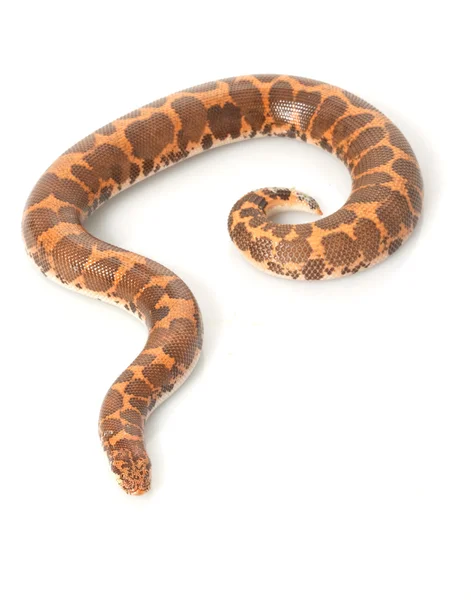 Keniano Sand Boa — Foto Stock