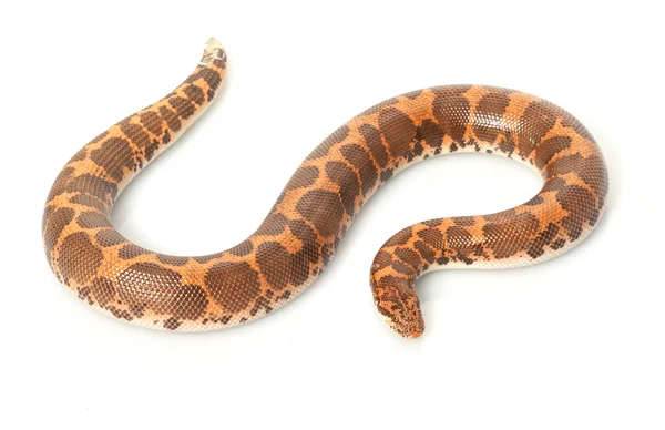 Kenia Sand Boa — Foto de Stock