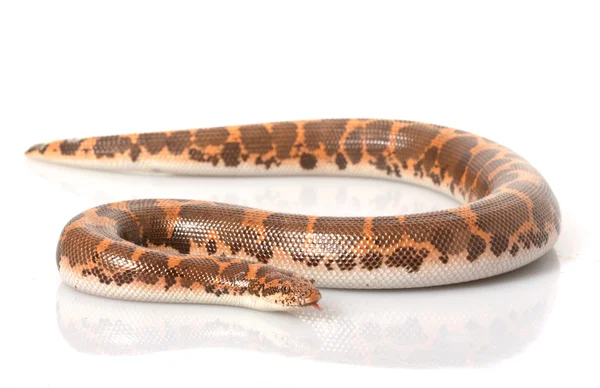 肯尼亚砂蟒蛇 — 图库照片