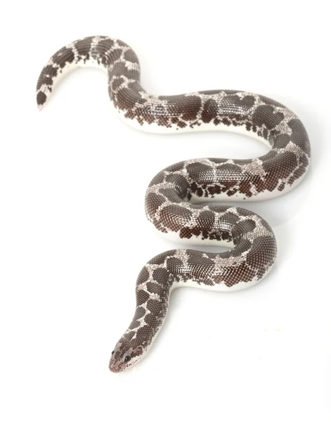 Anery kenianische Sandboa — Stockfoto