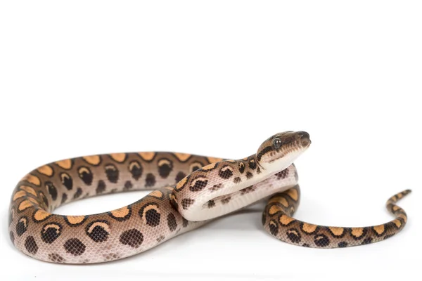 Brasiliansk rainbow boa — Stockfoto