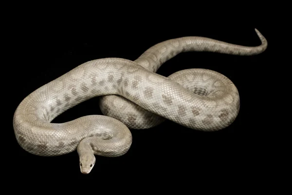 Kolomb Rainbow Boa (Epicrates cenchria Maurus'u hayalet) — Stok fotoğraf