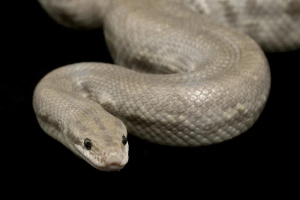 Rainbow Colombiano Fantasma Boa (Epicrates cenchria maurus ) — Fotografia de Stock