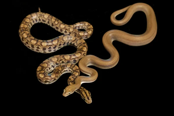 Düzenli ve desensiz Kolomb rainbow boa — Stok fotoğraf