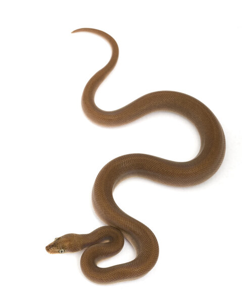 Коламбийский радужный боа без узора
