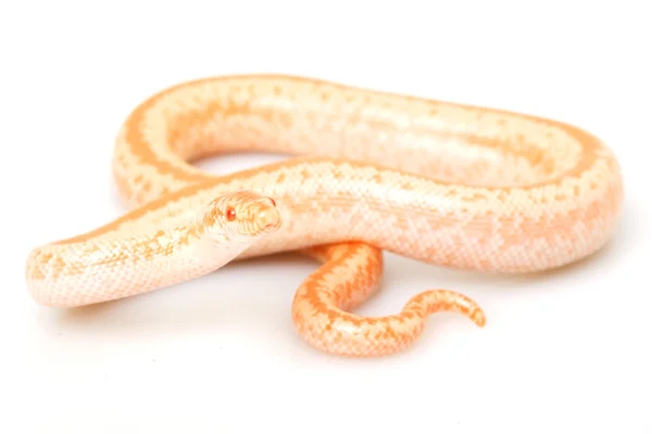 Boa Albino roseo — Foto Stock