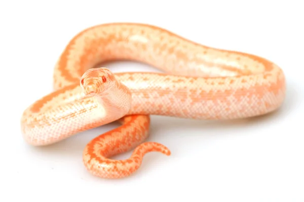 Boa Rosa Albino — Foto de Stock