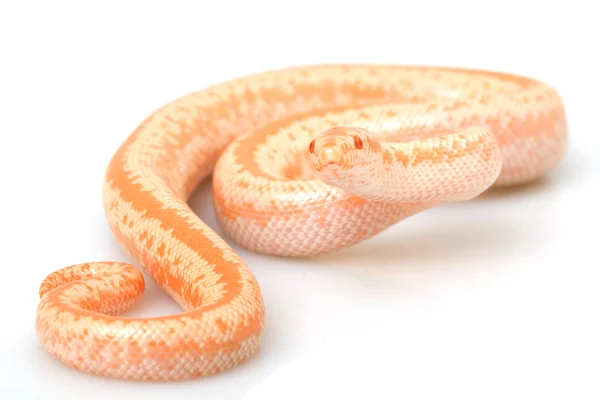白玫瑰蟒蛇 — 图库照片