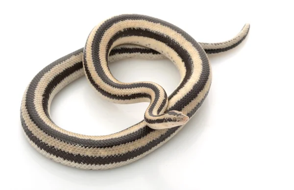 圣伊格纳西奥玫瑰色蟒蛇 — 图库照片