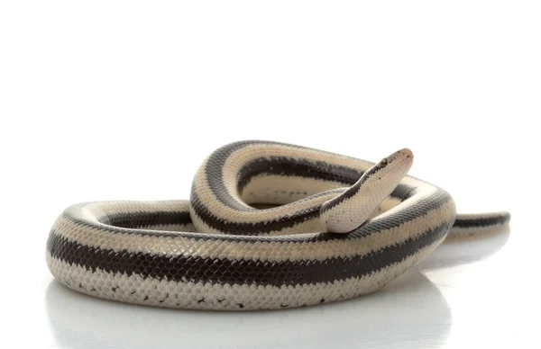 San Ignacio Rosy Boa — Stock Photo, Image