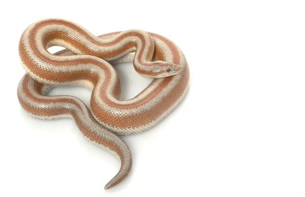 San Mateo Rosy Boa — Stock Photo, Image