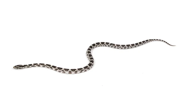 Amery 옥수수 뱀 — 스톡 사진