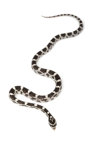 Serpente de milho Amery — Fotografia de Stock