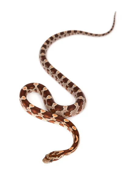 Serpente di cereale fase Miami — Foto Stock