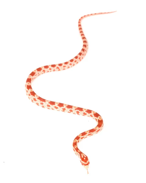 Wąż zbożowy Albino — Zdjęcie stockowe