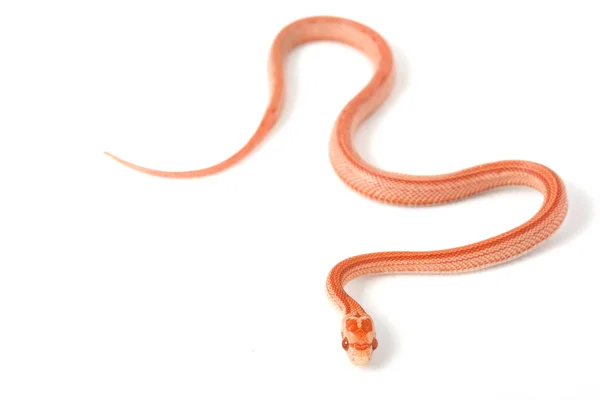 Albino Corn Snake — Stock Photo, Image