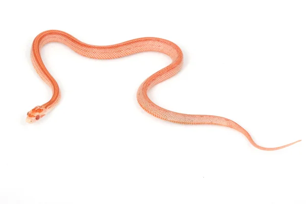 Serpiente de maíz albino — Foto de Stock