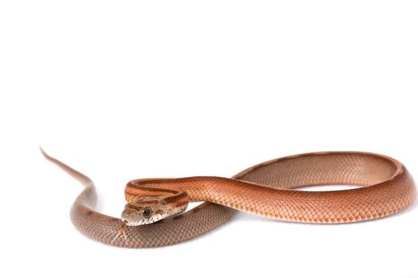 Şerit lavanta Mısır yılan (Elaphe guttata guttata) — Stok fotoğraf