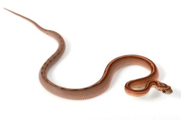 Listra Lavanda Milho Serpente (Elaphe guttata guttata ) — Fotografia de Stock