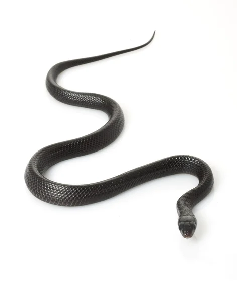 Serpente indaco orientale — Foto Stock