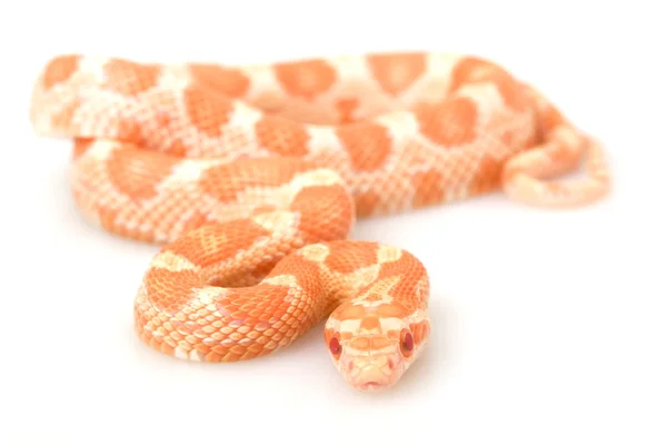Serpiente de maíz de crema —  Fotos de Stock