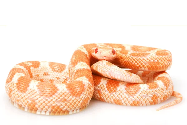 Creamsicle Corn Snake — Stock Photo, Image