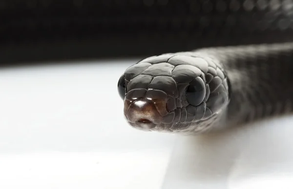 Doğu Indigo yılan — Stok fotoğraf