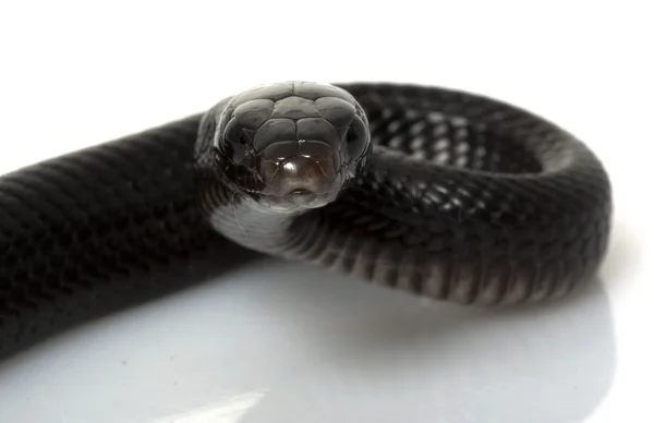 Eastern Indigo Snake — Stock Photo, Image