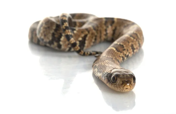 Falska vatten cobra — Stockfoto