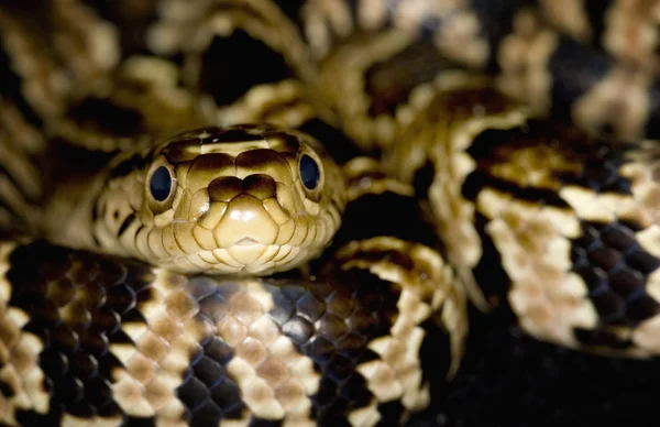 Falska vatten cobra — Stockfoto