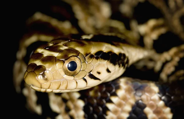 Falska vatten cobra — Stockfoto