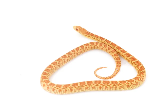 Serpiente del Gopher de Albino — Foto de Stock