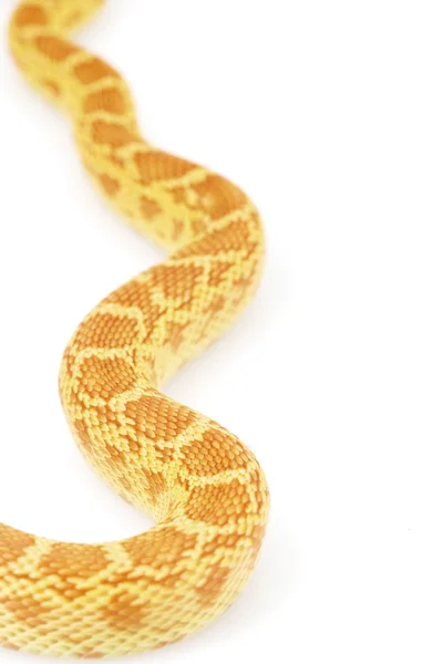 Albino gopher φίδι — Φωτογραφία Αρχείου