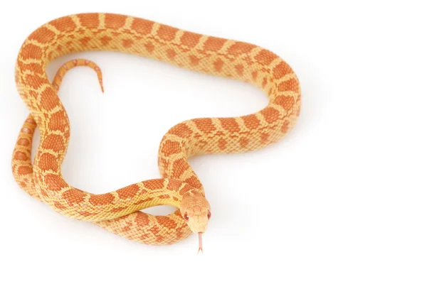 Serpiente del Gopher de Albino — Foto de Stock