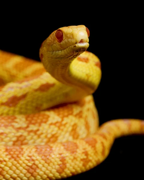 Cobra de Albino Gopher — Fotografia de Stock