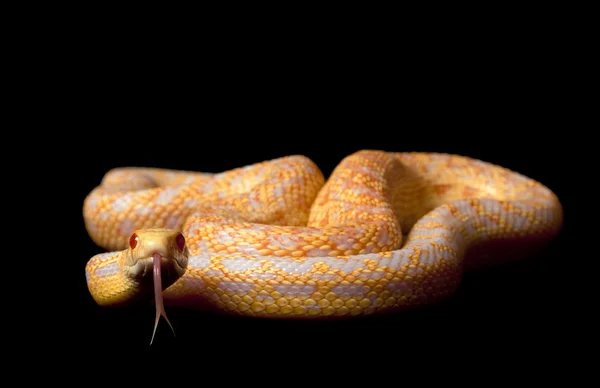 Albino's san diego gopher snake — Stockfoto
