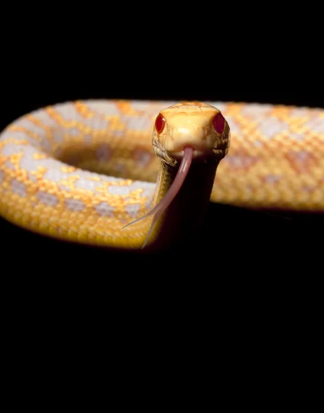 Albino San Diego Gopher Serpente — Fotografia de Stock