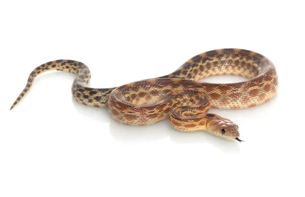 Capa gopher serpente — Fotografia de Stock