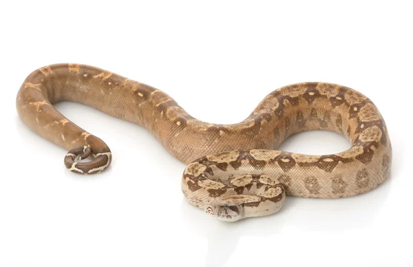 T-positive Nicaraguan Boa Stock Image