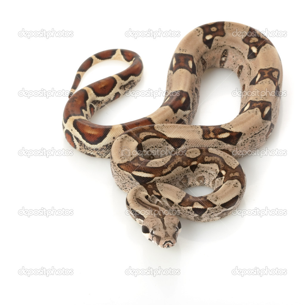 Jungle Columbian Redtailed Boa — Stock Photo © fivespots 25804091