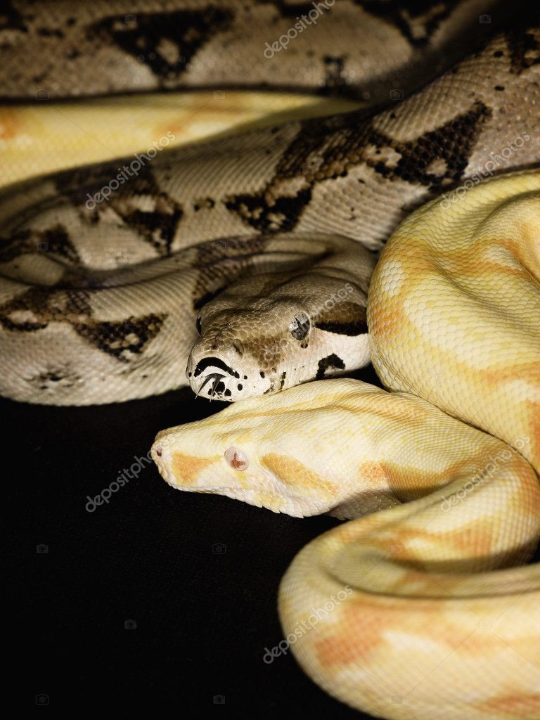 Albino Redtailed Boa Stock Photo by ??fivespots 25805825