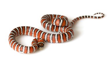 Arizona dağ kingsnake