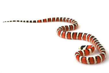 Arizona dağ kingsnake