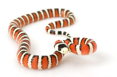 Arizona dağ kingsnake
