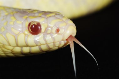 Albino California Kingsnake