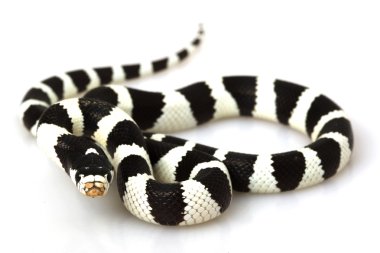 California Kingsnake